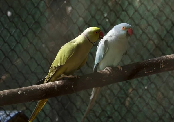 Een Close Shot Van Een Mooie Papegaai — Stockfoto