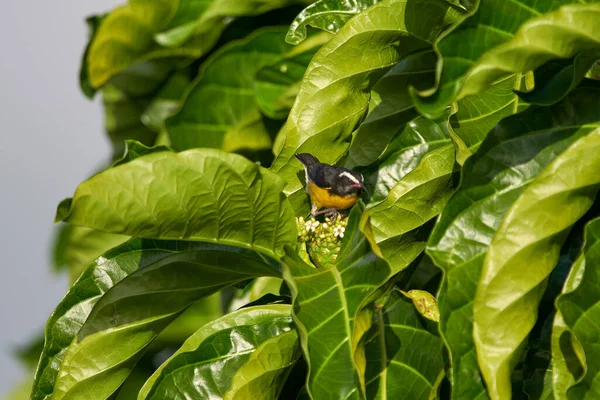 Detailní Záběr Ptáka Zelené Trávě — Stock fotografie