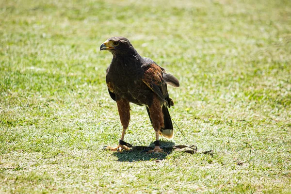 在绿色草地上的黑头鹰 — 图库照片