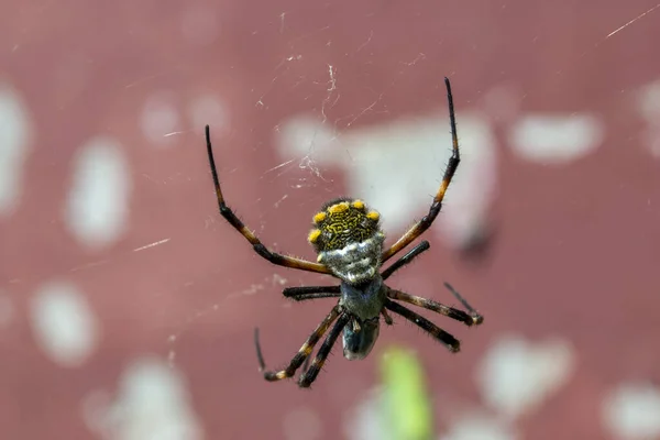Ιστός Αράχνης Έντομο Χλωρίδα Πανίδα — Φωτογραφία Αρχείου