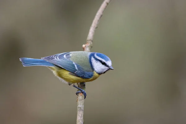 Great Tit Parus Major Sitting Branch — 스톡 사진