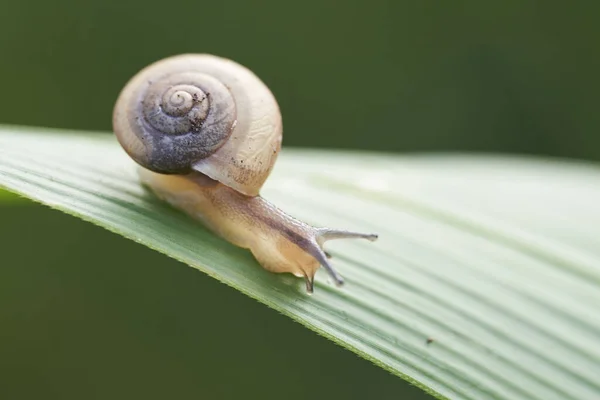 Snail Green Leaf — Stock Photo, Image