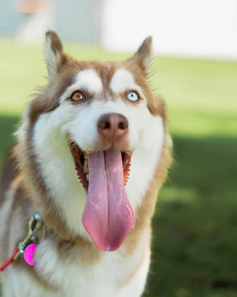 Portrett Søt Hund – stockfoto