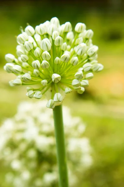 Primer Plano Una Flor Blanca — Foto de Stock