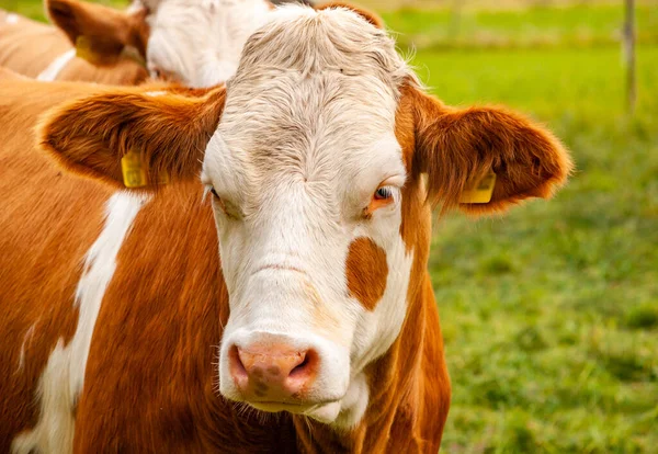 緑の牧草地に茶色の牛 — ストック写真