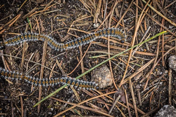 Rups Grond — Stockfoto