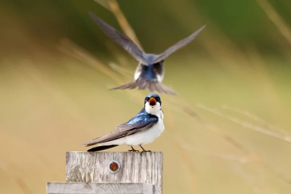 鳥のクローズアップショット — ストック写真