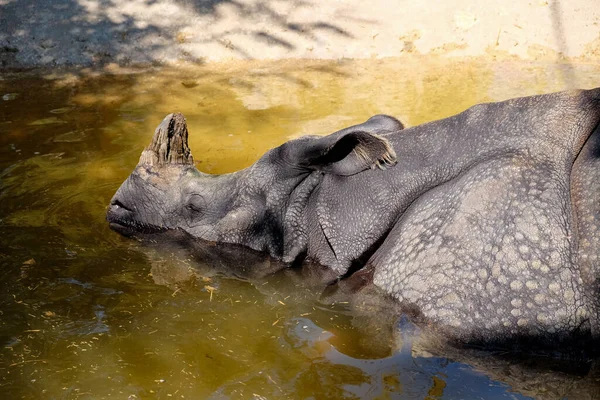 Zbliżenie Zdjęcia Hipopotama Wodzie — Zdjęcie stockowe