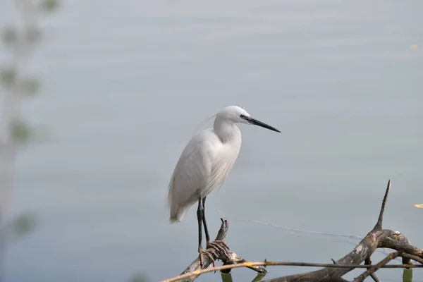 White Egret Water — Stock Photo, Image