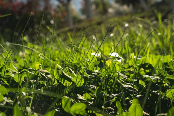 Erba Verde Giardino — Foto Stock