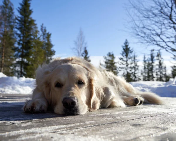 Ein Weißer Labrador Liegt Auf Einem Schnee — Stockfoto
