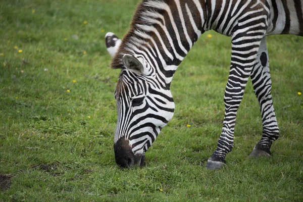 Zebras Savana — Fotografia de Stock