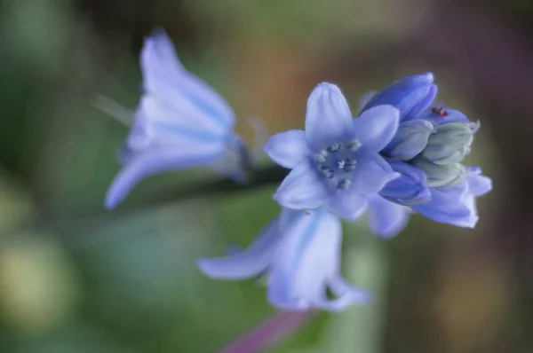 Beautiful Flowers Garden — Stock Photo, Image