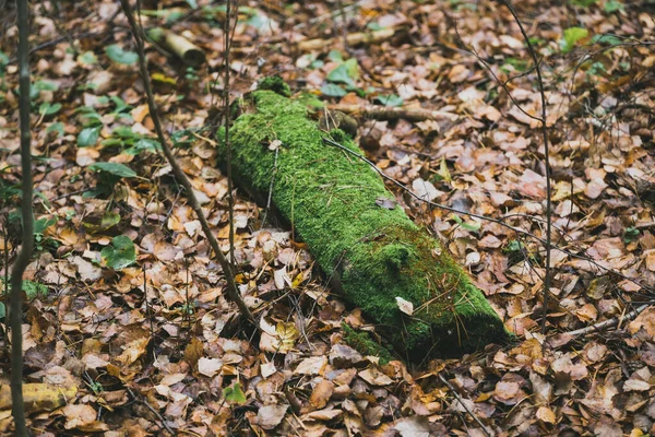 Detailní Záběr Spadlého Zeleného Listí Stromě — Stock fotografie