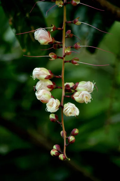 Piękne Botaniczne Ujęcie Naturalna Tapeta — Zdjęcie stockowe