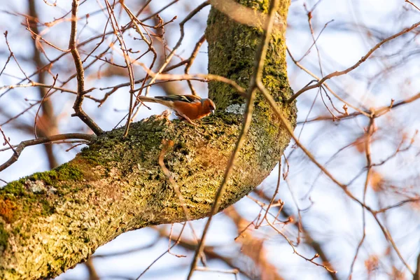 Vogel Auf Einem Baum Wald — Stockfoto