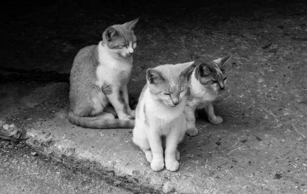 Katze Liegt Auf Der Straße — Stockfoto