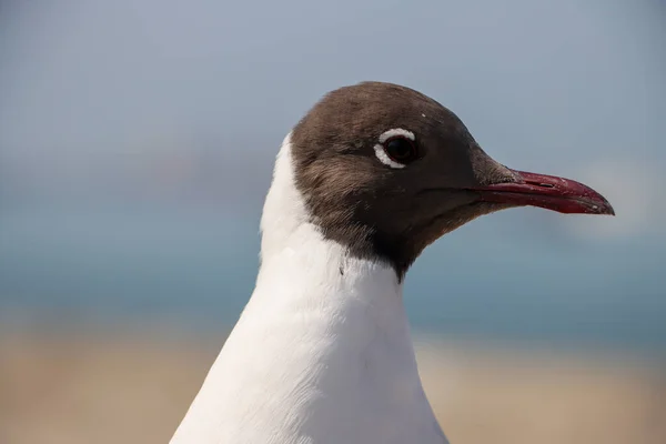 Close White Goose Standing Shore Lake — 스톡 사진