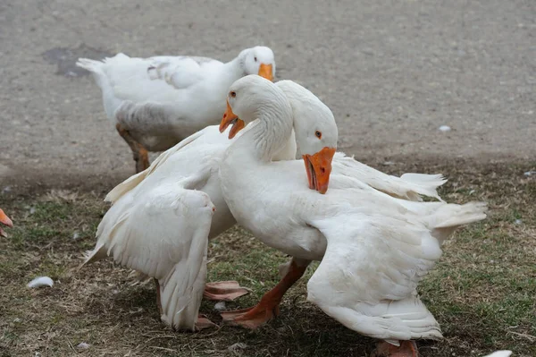 White Goose Farm — Stock Photo, Image