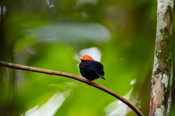 Closeup Shot Beautiful Bird — Stock Photo, Image