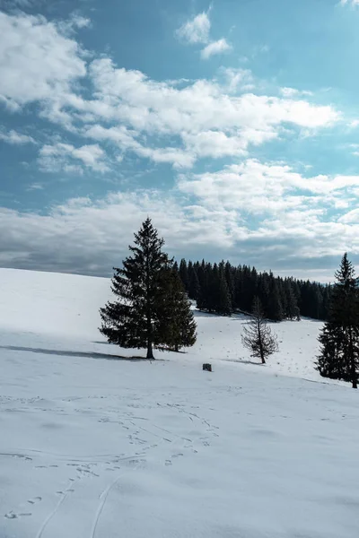 Paysage Hivernal Avec Arbres Enneigés — Photo