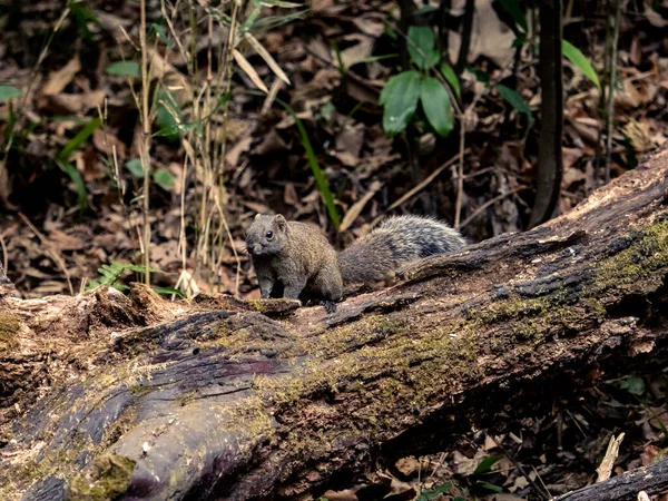 Een Close Shot Van Een Schattige Eekhoorn Het Bos — Stockfoto