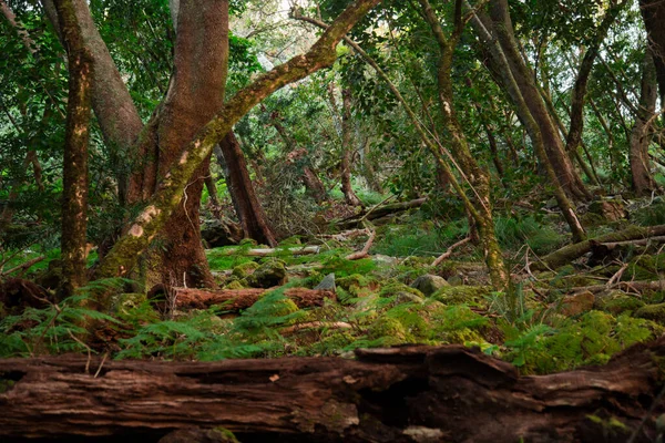 Bosque Verde Selva — Foto de Stock