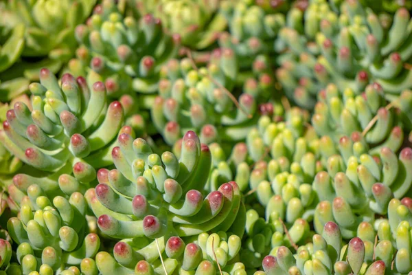 植物の緑の葉 — ストック写真