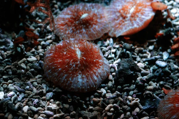 红白相间的蘑菇的特写 — 图库照片