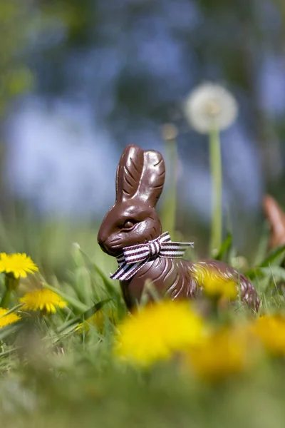 Osterhase Mit Schokoladeneiern Und Blumen — Stockfoto