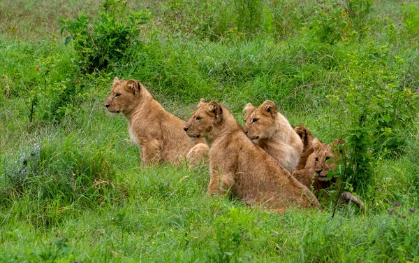 ケニアのサバンナにあるライオンは — ストック写真