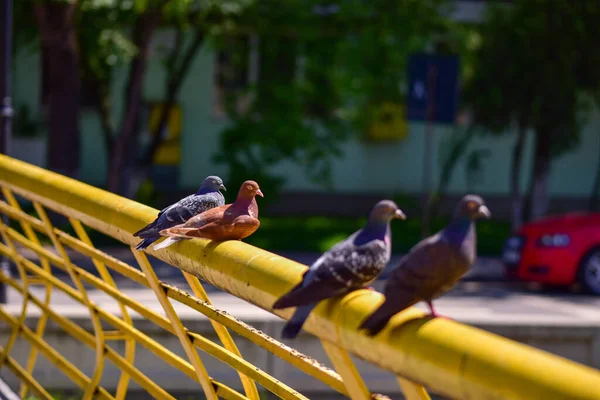 Eine Gruppe Tauben Zoo — Stockfoto