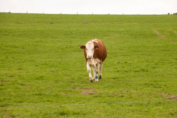 Koeien Grazen Een Groene Weide — Stockfoto