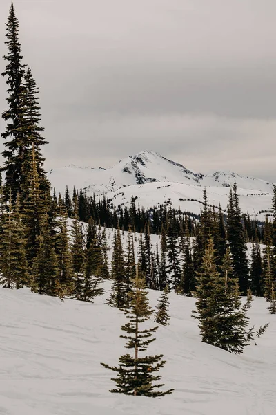 Gyönyörű Téli Táj Hóval Borított Fák — Stock Fotó