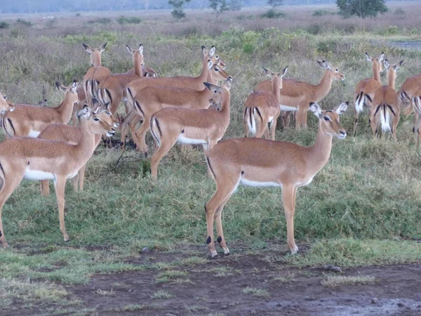 Savanadaki Bir Grup Vahşi Afrika Hayvanı — Stok fotoğraf