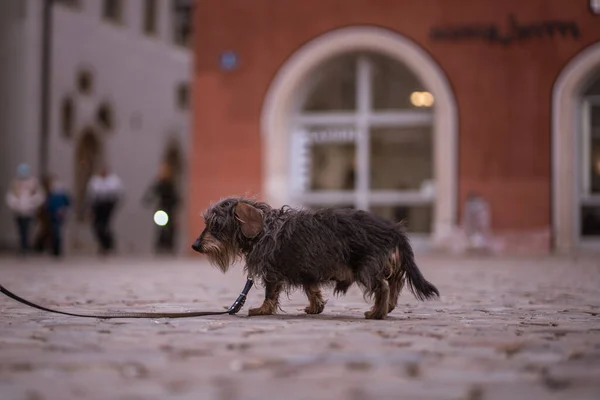 Hund Staden — Stockfoto