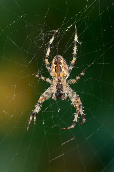 Spider Web Garden — Stock Photo, Image