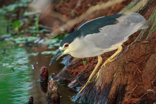 Ein Vogel Frisst Einen Fisch Wasser — Stockfoto