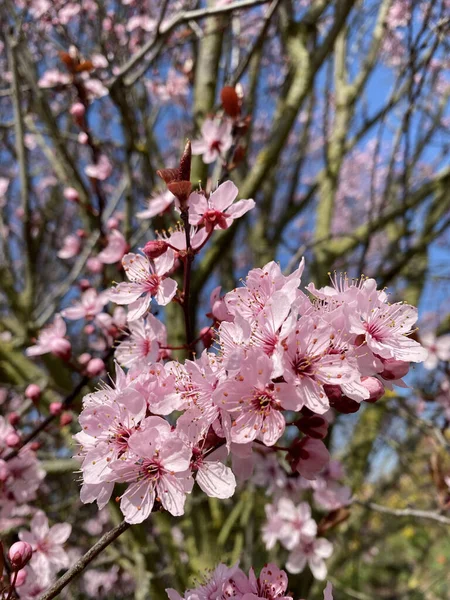 Schöne Rosa Blumen Garten — Stockfoto