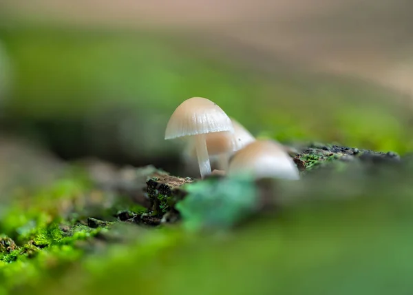 Pilze Wald — Stockfoto