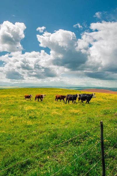 Vaches Broutant Dans Prairie — Photo