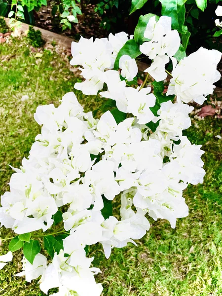 Flores Blancas Jardín —  Fotos de Stock