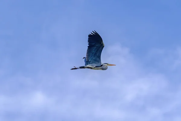 Gökyüzünde Uçan Kuşlar — Stok fotoğraf