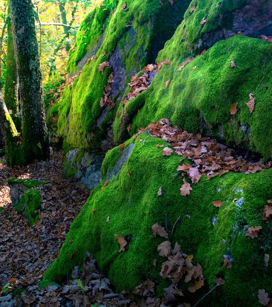 Красивий Осінній Ліс Мохом Зеленим Листям — стокове фото