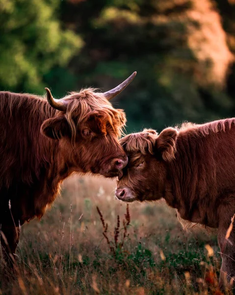 Uma Vaca Marrom Pasto — Fotografia de Stock