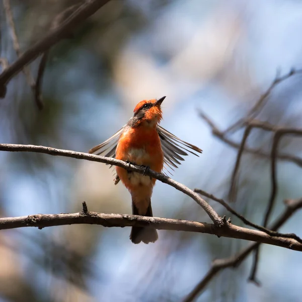 Schöner Vogel Auf Einem Ast — Stockfoto