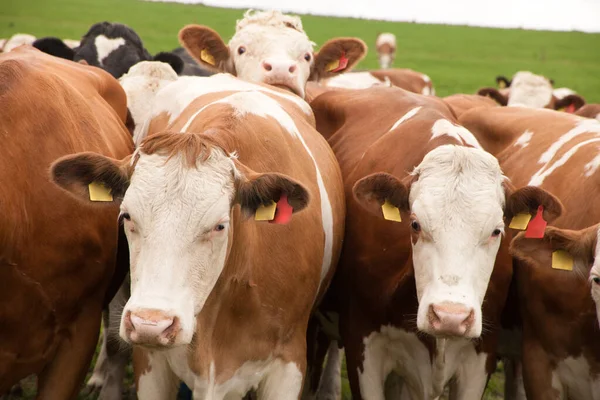 Cows Pasture — Stock Photo, Image