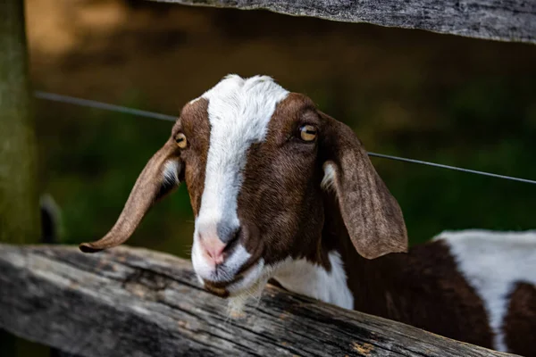 Egy Közeli Kép Egy Aranyos Kecskéről Egy Farmon — Stock Fotó