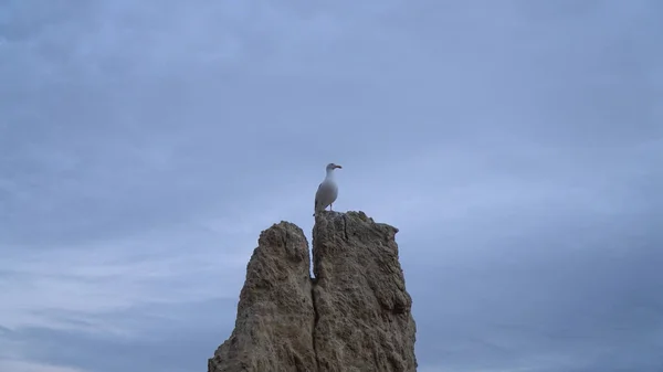 海鸥坐在岩石上 — 图库照片