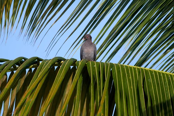 Oiseau Est Assis Sur Une Branche Arbre — Photo